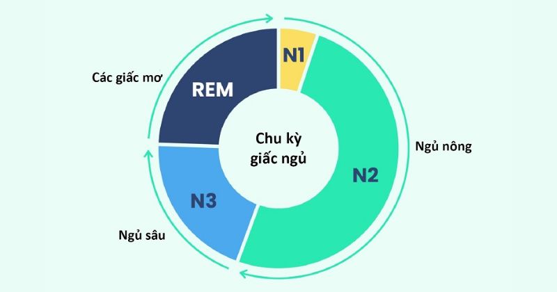 4 giai đoạn trong chu kỳ giấc ngủ
