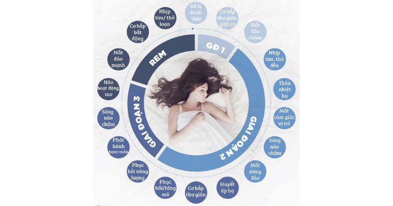 Chu kỳ giấc ngủ là gì