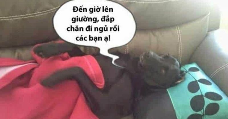 Chúc ngủ ngon hài hước dành cho bạn bè