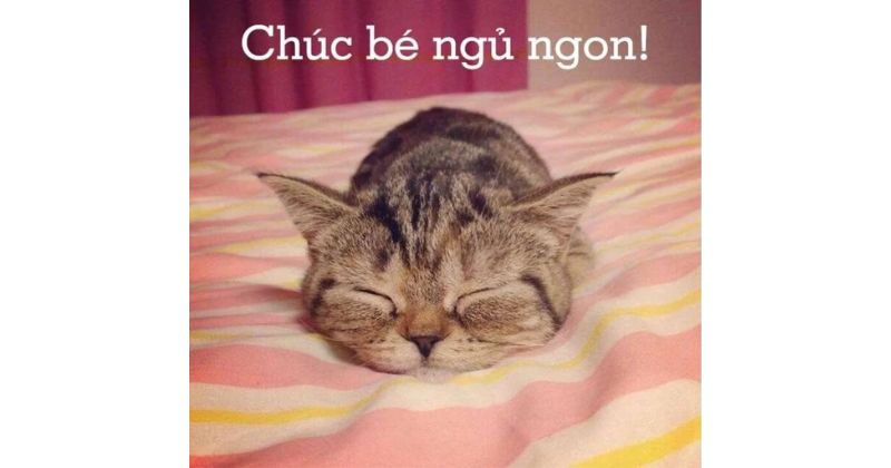 Chúc ngủ ngon hài hước dành cho crush