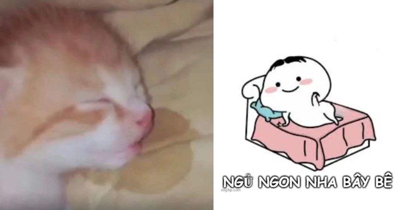 Meme ngủ ngon dành cho từng đối tượng