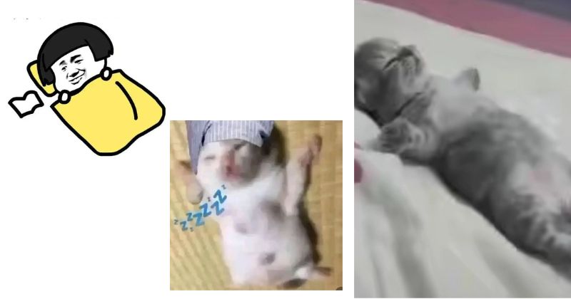 Top meme ngủ ngon hot trên mạng xã hội
